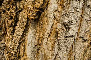 Tree bark texture