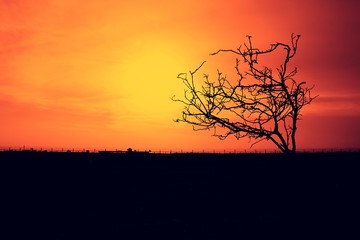 Silhouette dry tree with Sun Set background