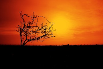 Silhouette dry tree with Sun Set background