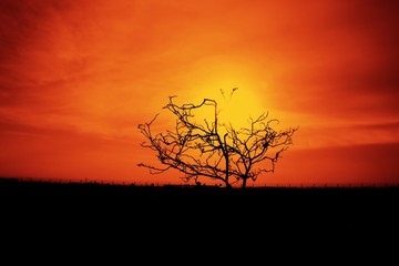 Silhouette dry tree with Sun Set background