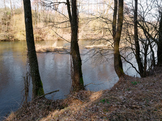 Fototapeta premium the beginning of spring. wild fast river among the thickets