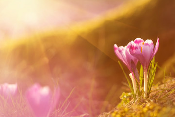 Obraz na płótnie Canvas Amazing sunlight on spring flower crocus. View of magic blooming spring flowers crocus growing in wildlife. Majestic sunbeams on spring flower crocus