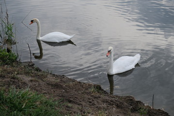 Obraz premium Proud mute swan and his mirror image 2