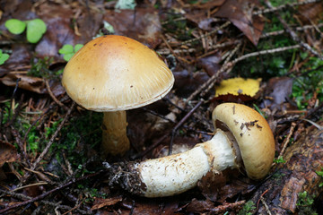 Cortinarius triumphans, also known as the birch webcap, or yellow girdled webcap