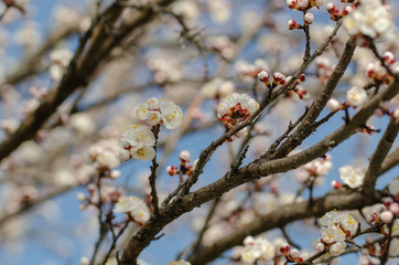 White flowers on the branches of trees in the spring