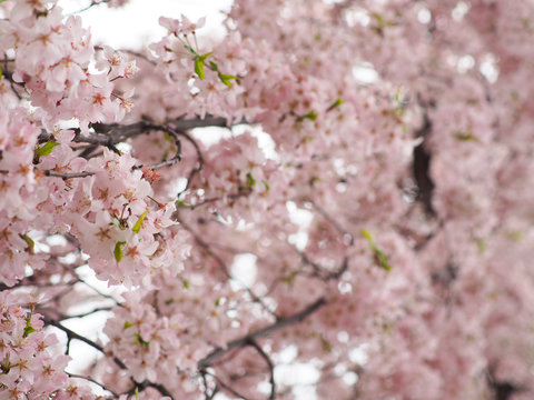 12 Best 花霞 Images Stock Photos Vectors Adobe Stock 12 Best 花霞 Images Stock Photos Vectors Adobe Stock