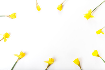 Spring floral border, beautiful fresh daffodils flowers, isolated on white background.