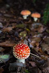 Fungus in forest