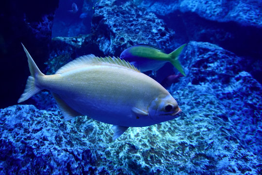 Fish in bright blue water. Underwater world © Tatiana