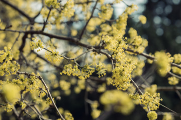 Dogwood tree blossoms in spring