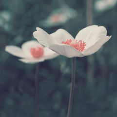 Obrazy na Szkle  Białe kwiaty anemonowe, stylizowane