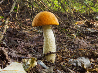 orange-cup boletus mushroom in the forest