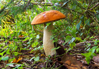 orange-cup boletus mushroom in the forest - 256161874