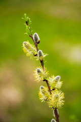 Pussy willow branch on green background - 256161898