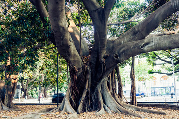 Monumental ancient tree in Giardino Bellini, famous public garden in Catania, Sicily, Italy .