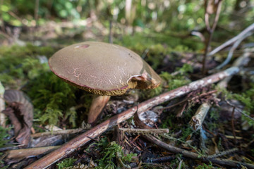 Fungus in forest
