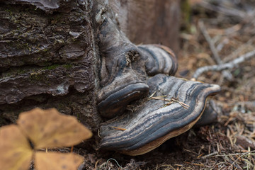Fungus in forest