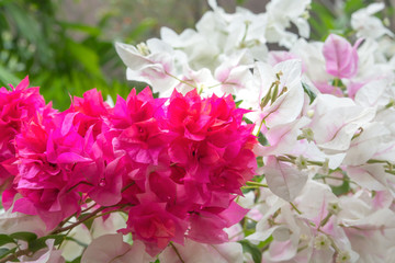 Flowers are bright pink and white. Bougainvillea plant. Flower background concept