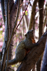 squirrel