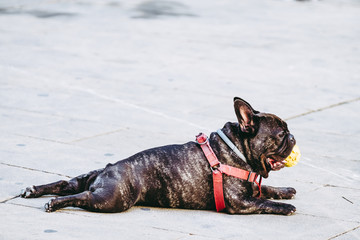 Chien bouledogue français en train de jouer avec une balle