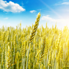 Wheat field and sun in the blue sky.