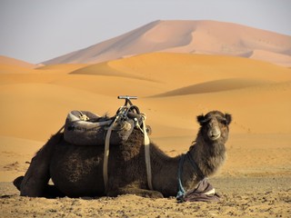 Camels resting in the sun waiting to move for Sahara Desert. Camels are extrtaordinary strong and...