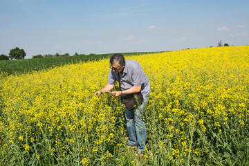 Agronomist inspecting quality of canola field