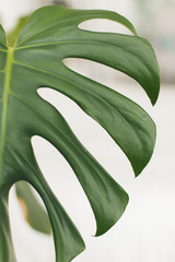 Real monstera leaves decorating for composition design.Tropical,botanical nature concepts ideas.