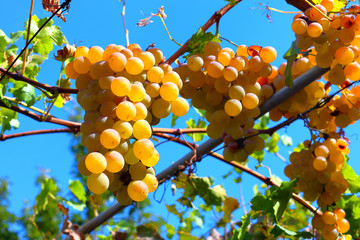 Ripe grapes hanging on the gazebo