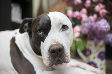 Obraz premium Pit bulldog