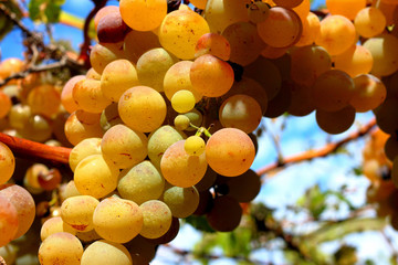 Ripe grapes hanging on the gazebo