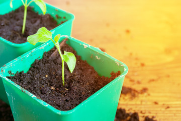 Young eggplant sprouts