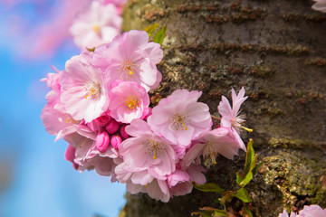 Fototapeta na wymiar Pink and white flowers of sakura cherry on a tree trunk.