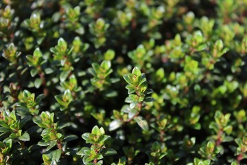 Thymian