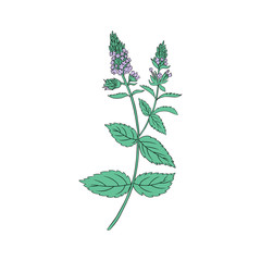 Mint branch, leaves and flower isolated on white, Hand drawn vector spicy herb, Doodle cooking ingredient peppermint for design natural cosmetics, organic medicine, herbal tea package, beauty salon