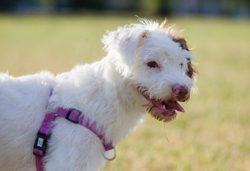 Jack russell terrier