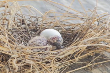 Close-up a baby dove bird and an egg in the nest with nature blurred background.
