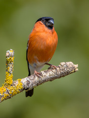 Eurasian bullfinch male