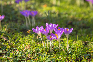  Colorful spring fragrant flowers crocus and green grass.
