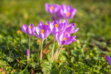 Spring bright floral background. Gentle symbol of spring.