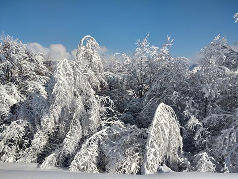 Ramas de los &aacute;rboles cargados de nieve en Rumania, pueblo de Parva, Transilvania