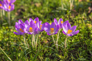 The first spring flowers crocus. Spring bright floral background.