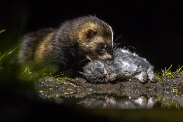 European polecat with rabbit catch