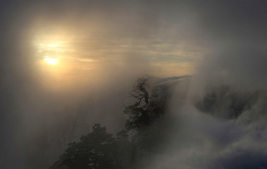 The light of the sun in the fog among the clouds and a tree on a cliff in the mountains