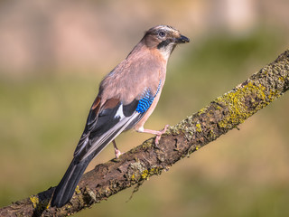 Eurasian jay on branch