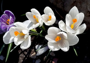 Fototapeta na wymiar Beautiful crocuses close up, the first spring flowers in the flowerbed