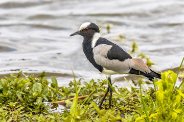 Blacksmith lapwing on bank of waterhole