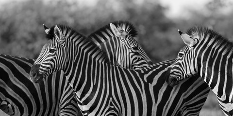 Fototapeta na wymiar Three Common Zebra grooming in black and white