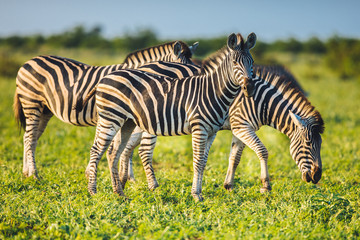 Obraz premium Three Common Zebras grazing on savanna in bright colors