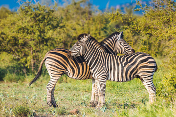 Two Common Zebra grooming in bright colors